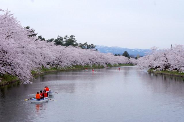 弘前桜祭り